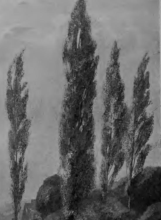 books/trees/tmp/lomb.jpg