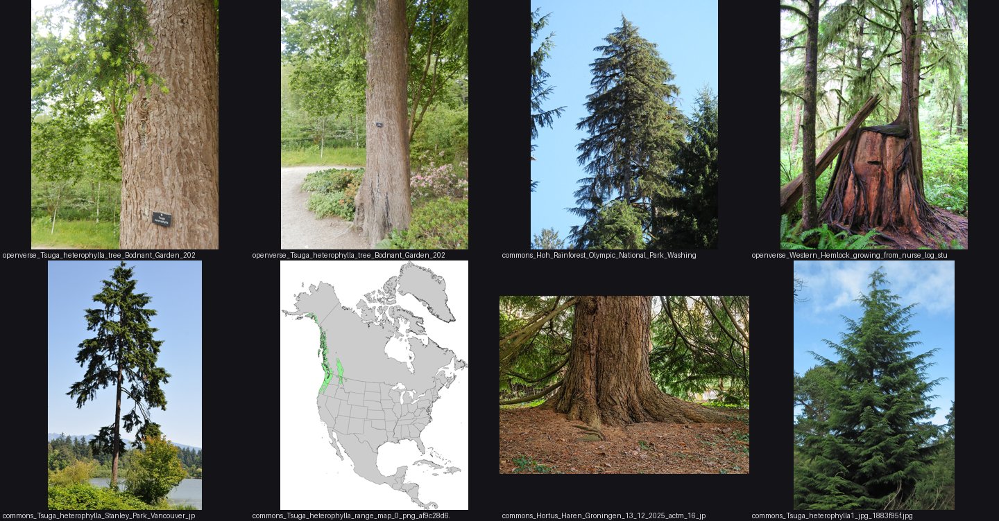 books/trees/refs/Tsuga_heterophylla_tree_habit/_sheet.jpg