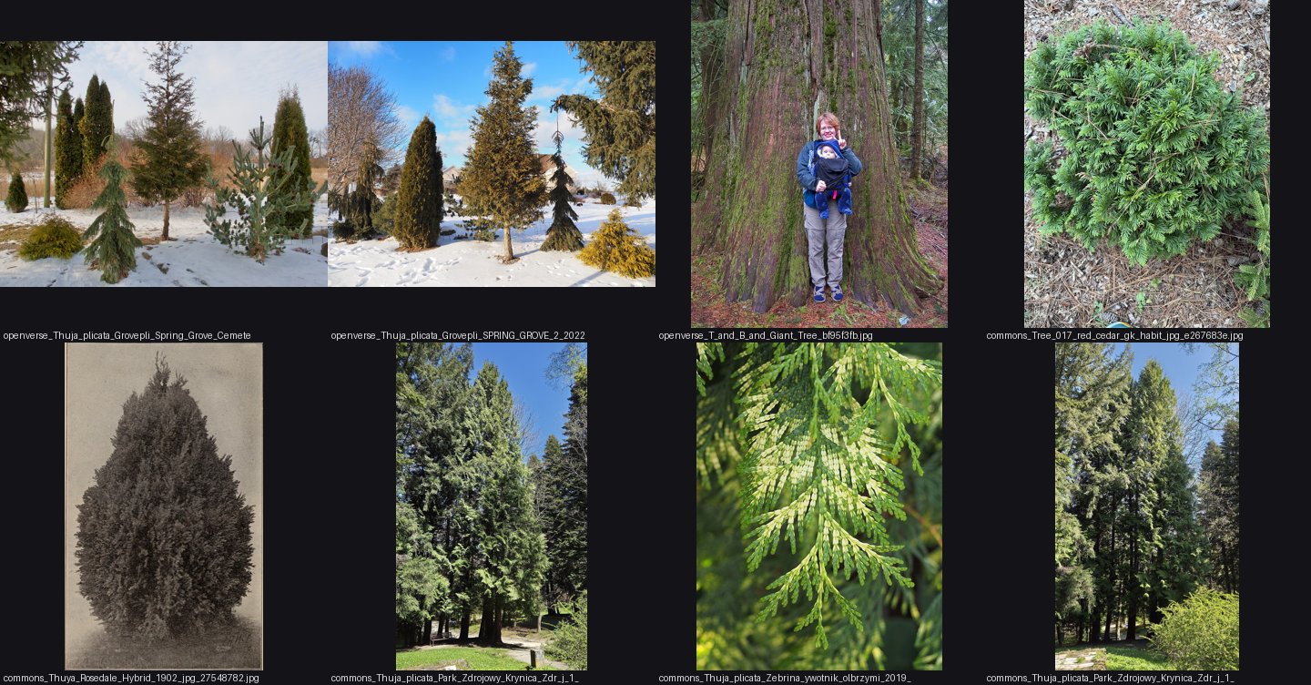 books/trees/refs/Thuja_plicata_tree_habit/_sheet.jpg