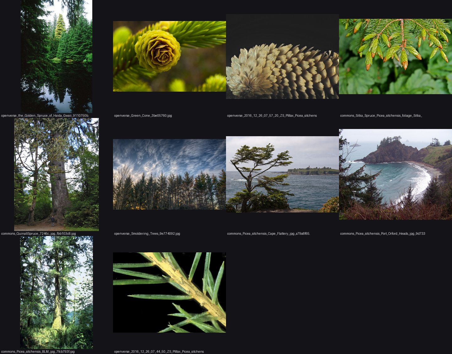 books/trees/refs/Picea_sitchensis_tree_habit/_sheet.jpg