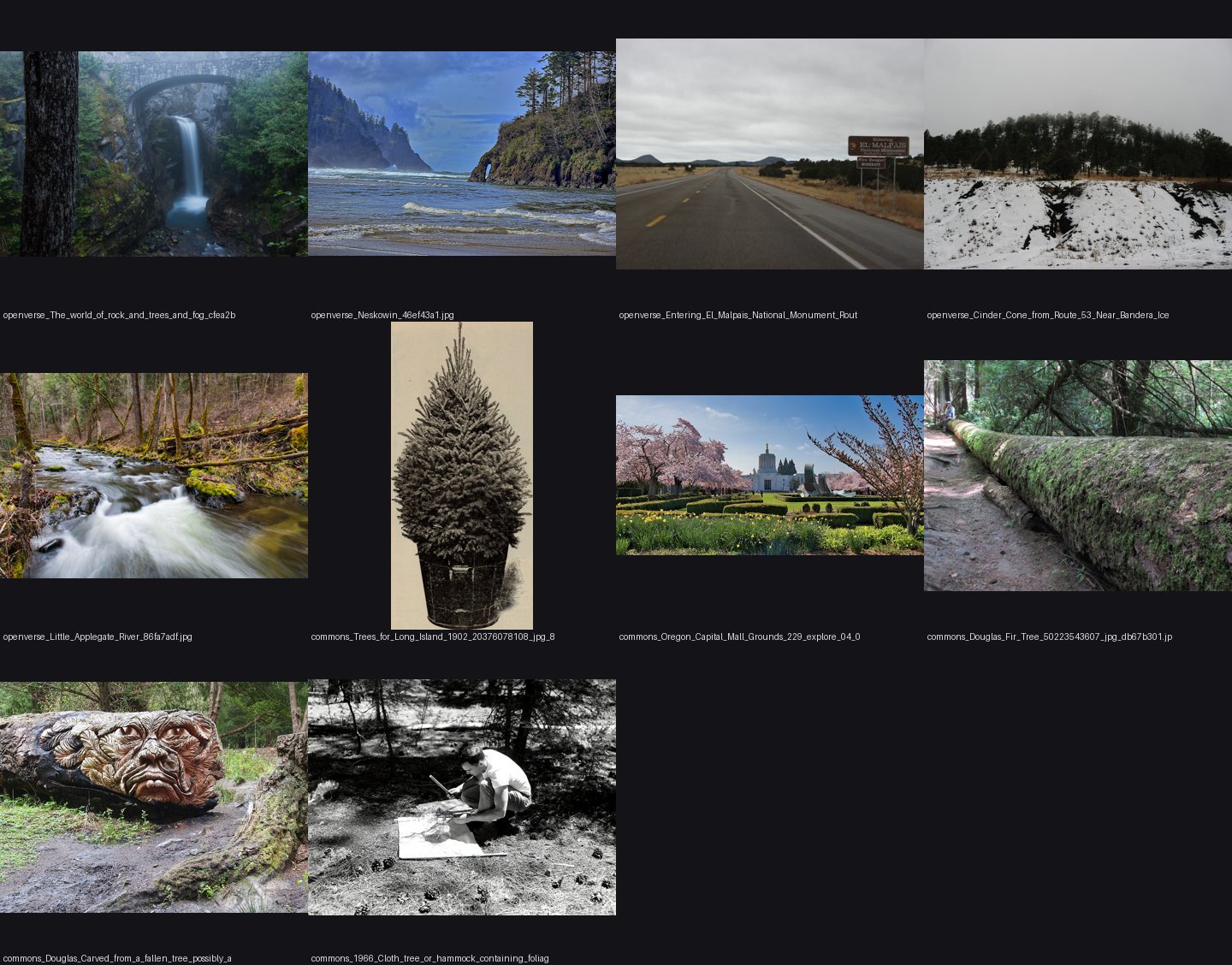 books/trees/refs/Douglas_fir_tree_open_grown/_sheet.jpg