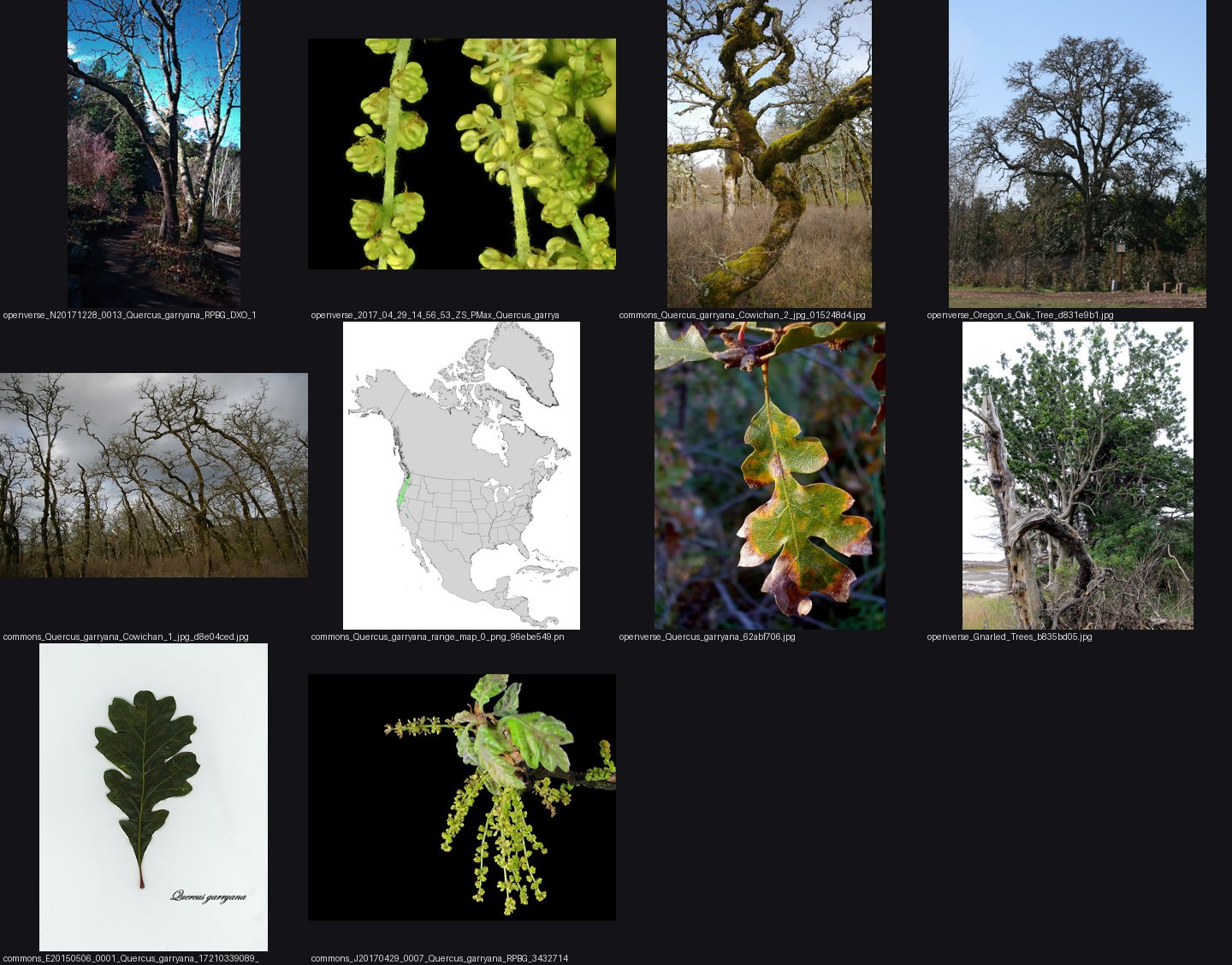 books/trees/refs/Quercus_garryana_tree/_sheet.jpg