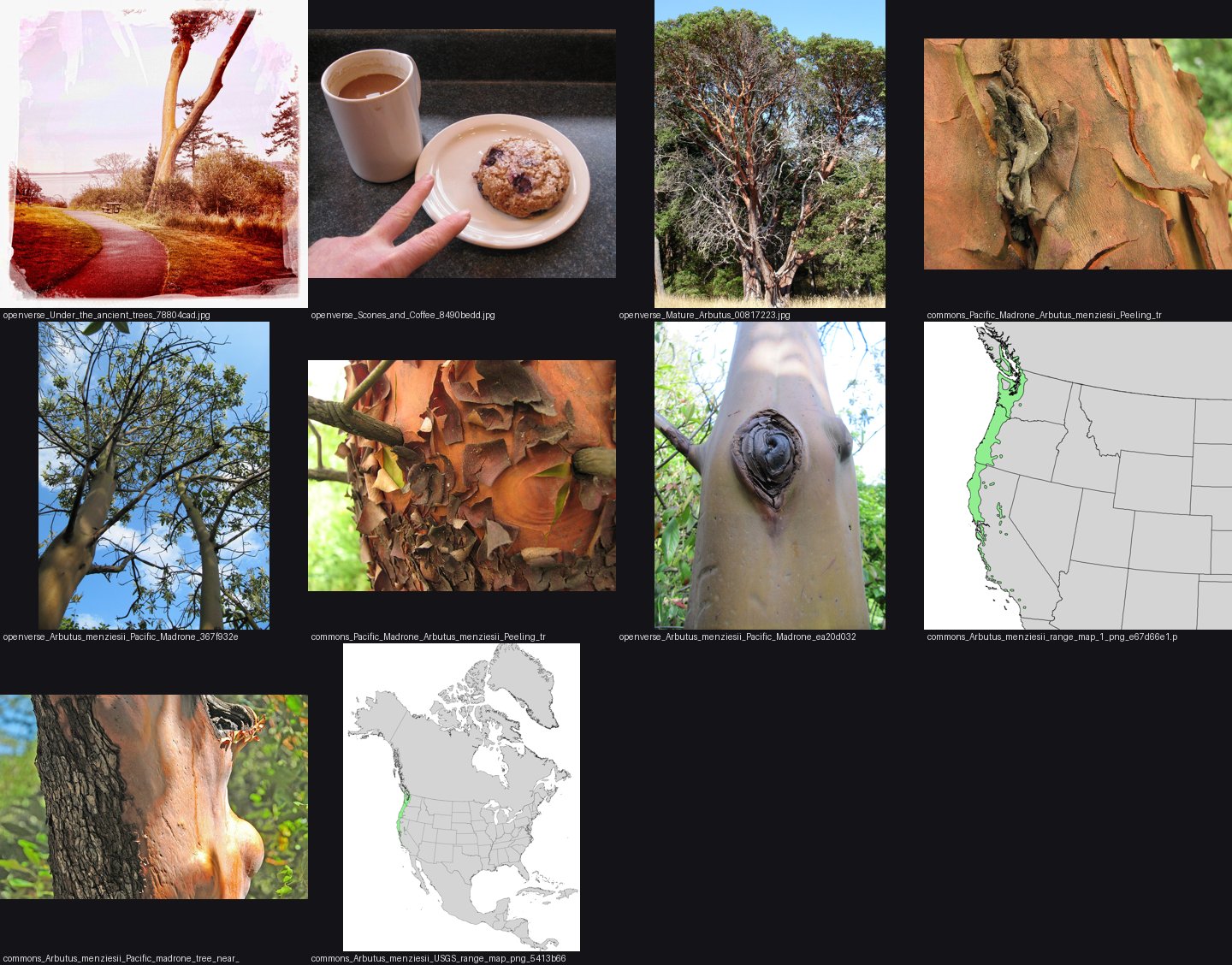 books/trees/refs/Arbutus_menziesii_tree/_sheet.jpg