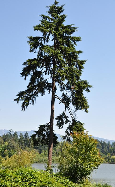 books/trees/tmp/hem_photo.jpg