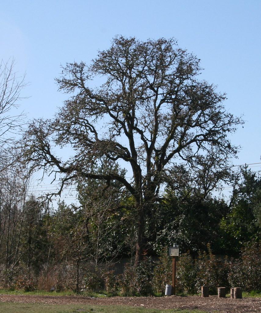 books/trees/tmp/oak_photo.jpg
