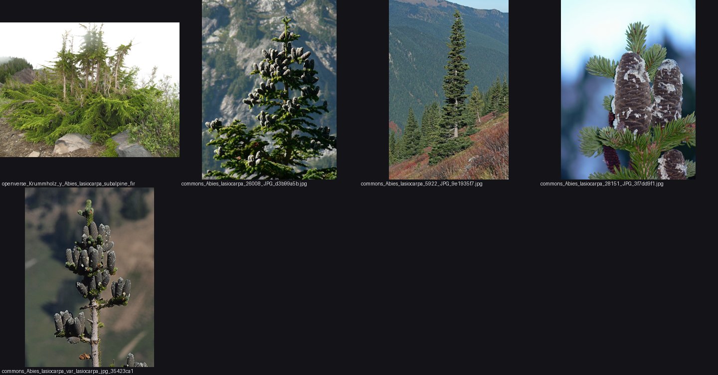 books/trees/refs/Abies_lasiocarpa_subalpine_fir/_sheet.jpg