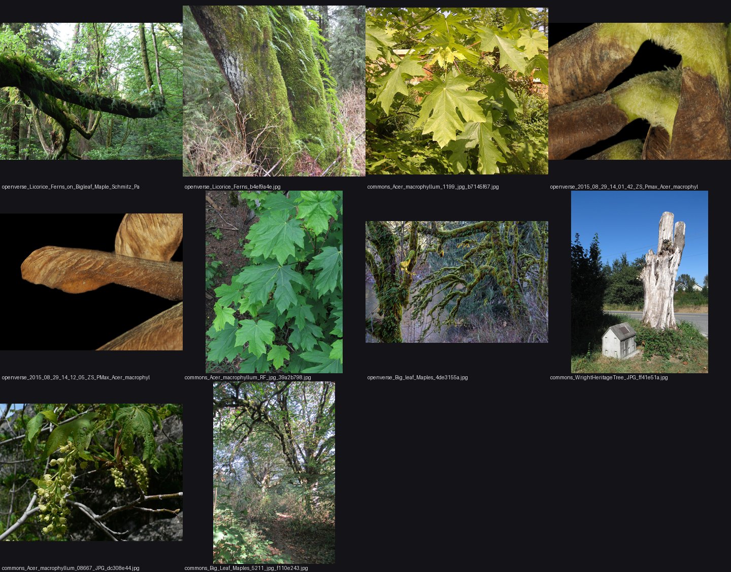 books/trees/refs/Acer_macrophyllum_tree/_sheet.jpg