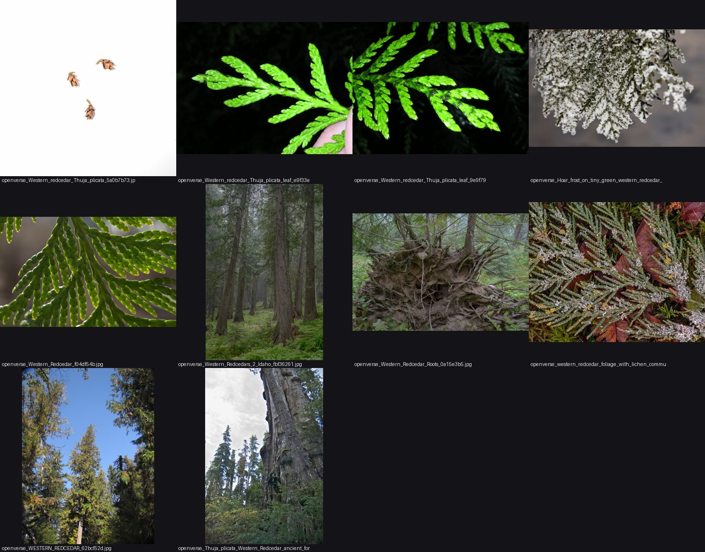 elements/conifers/refs/western_redcedar_candelabra_top/_sheet.jpg