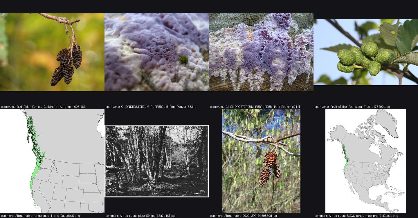 books/trees/refs/Alnus_rubra_tree/_sheet.jpg
