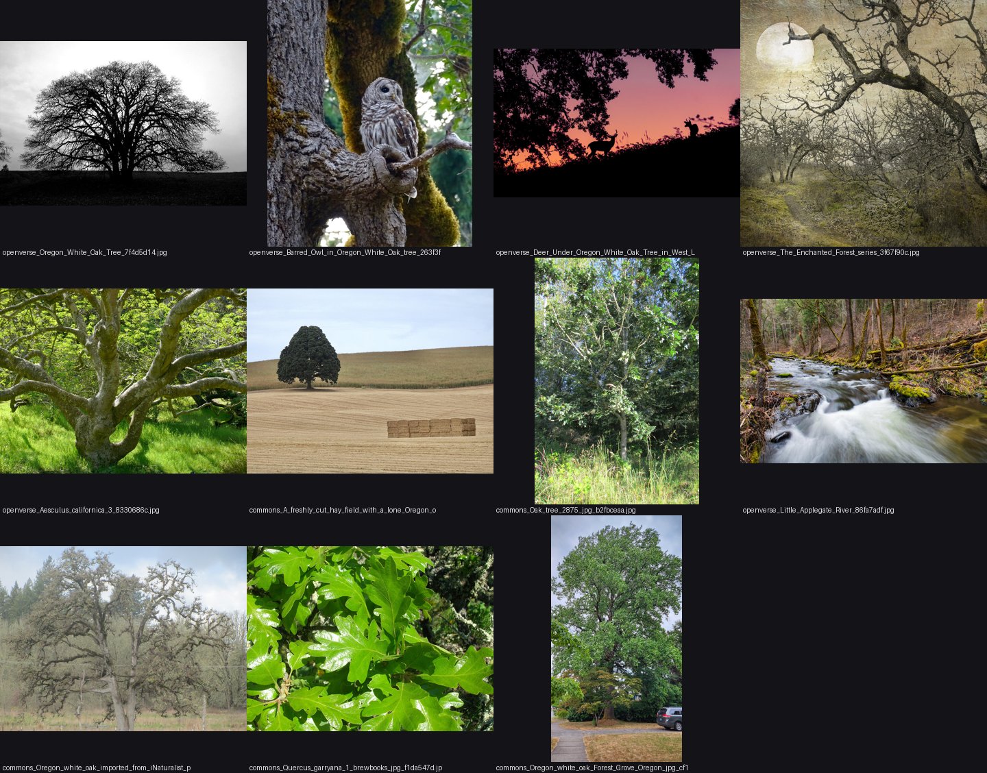 elements/broadleaf/refs/oregon_white_oak_tree/_sheet.jpg