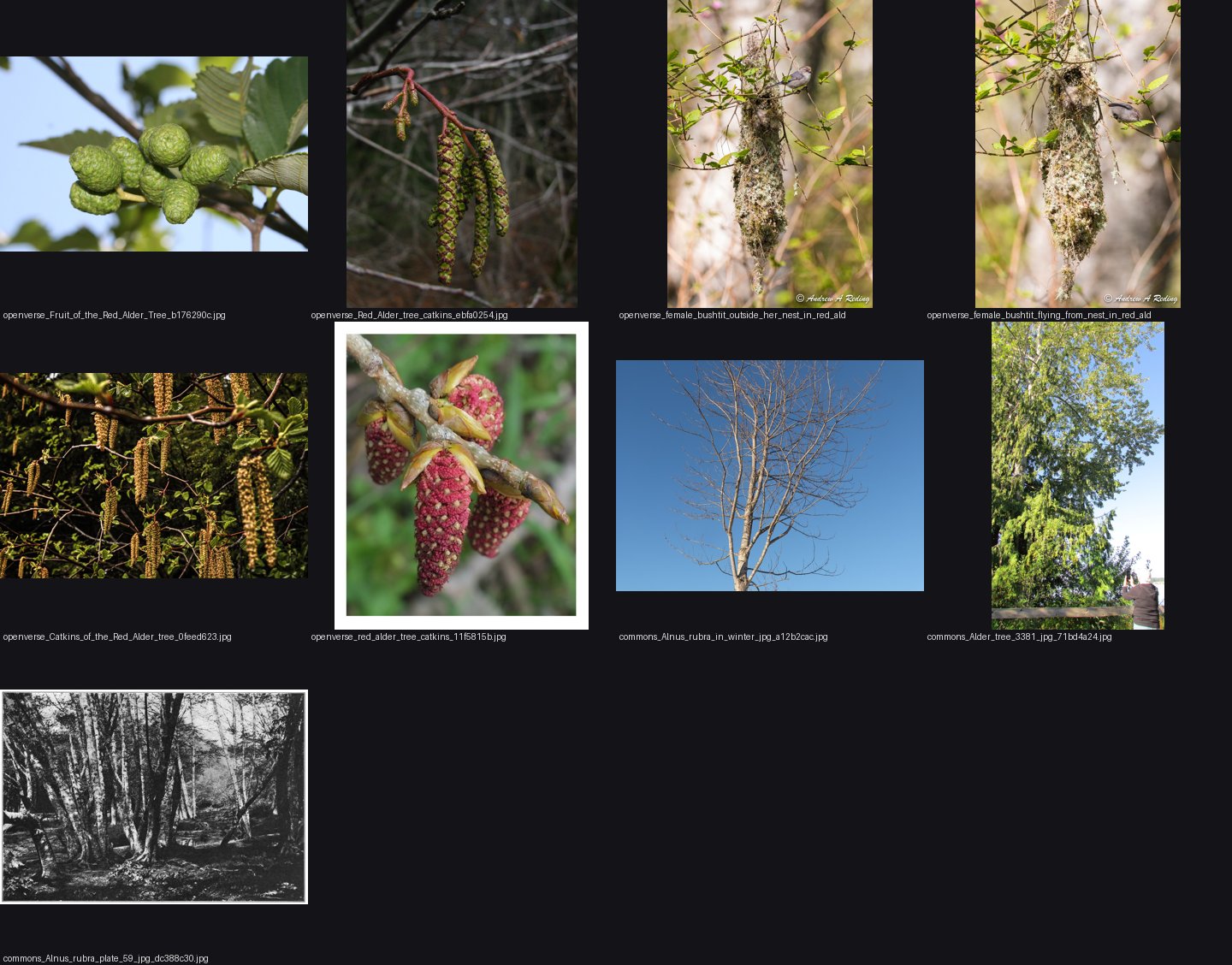 elements/broadleaf/refs/red_alder_tree/_sheet.jpg