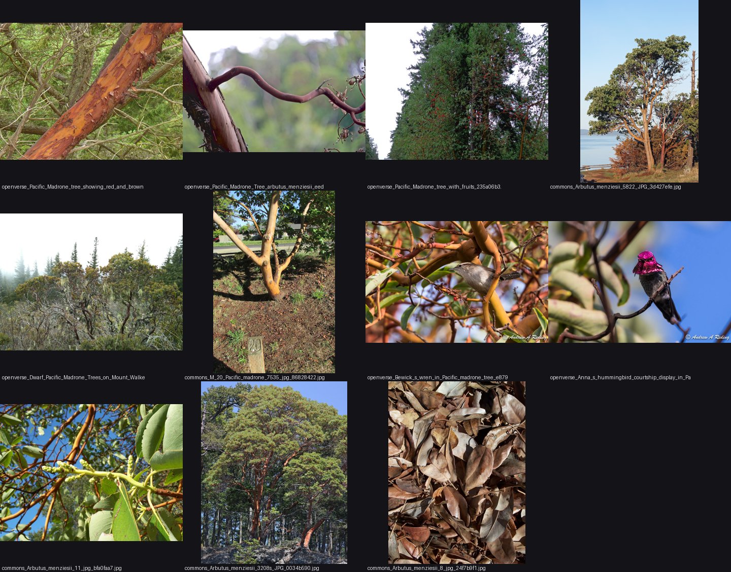 elements/broadleaf/refs/pacific_madrone_tree/_sheet.jpg