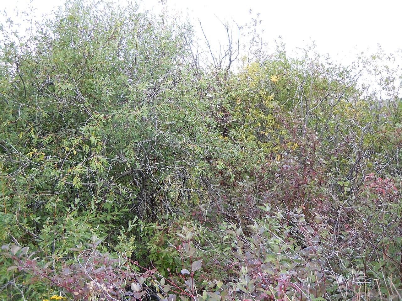 elements/willow/refs/commons_Salix_eriocephala_var_watsonii_4992914241_jpg_300caa7e.jpg