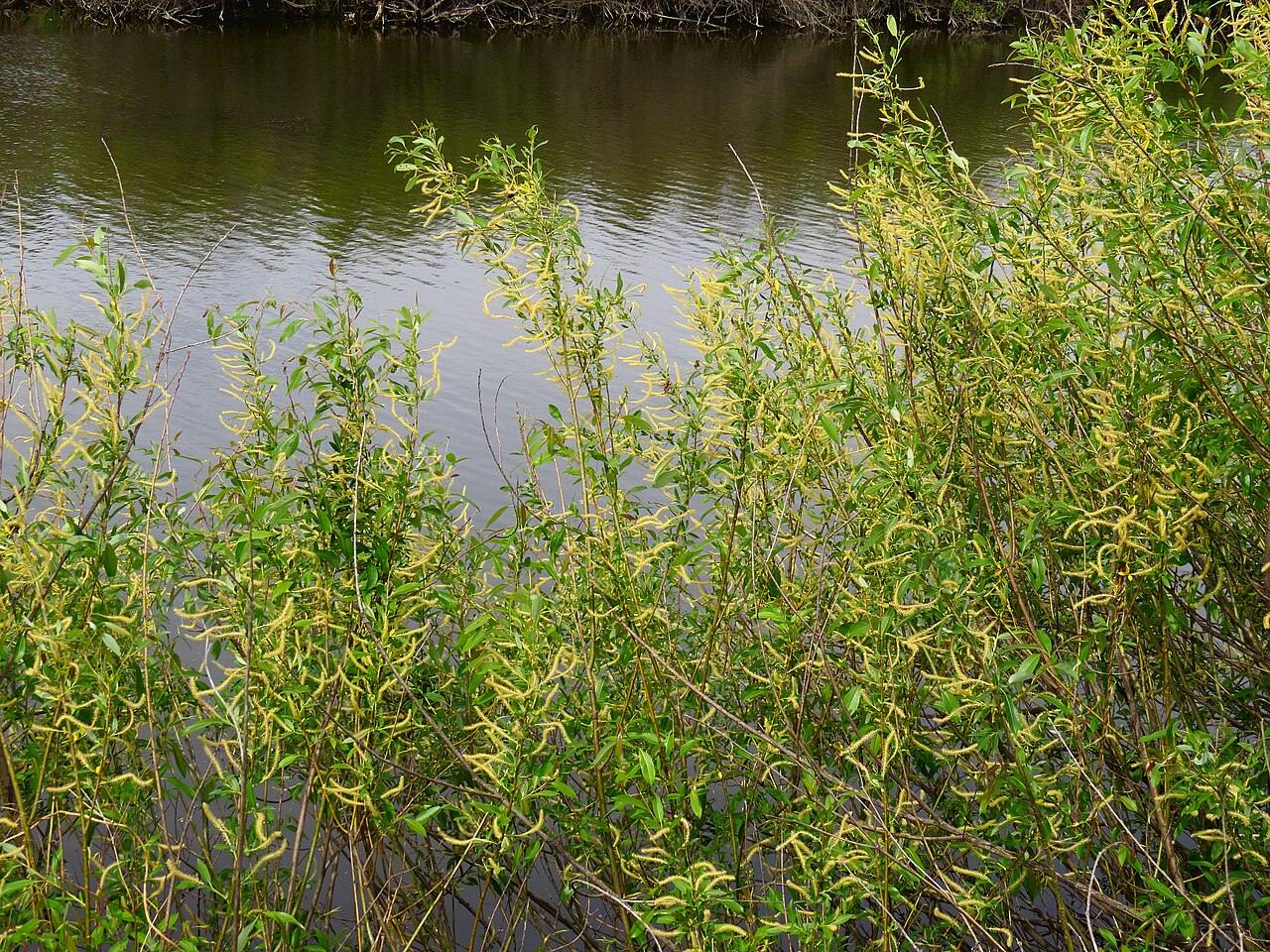elements/willow/refs/commons_Salix_triandra_Stara_Desna_Zazymya_jpg_d0d308c4.jpg