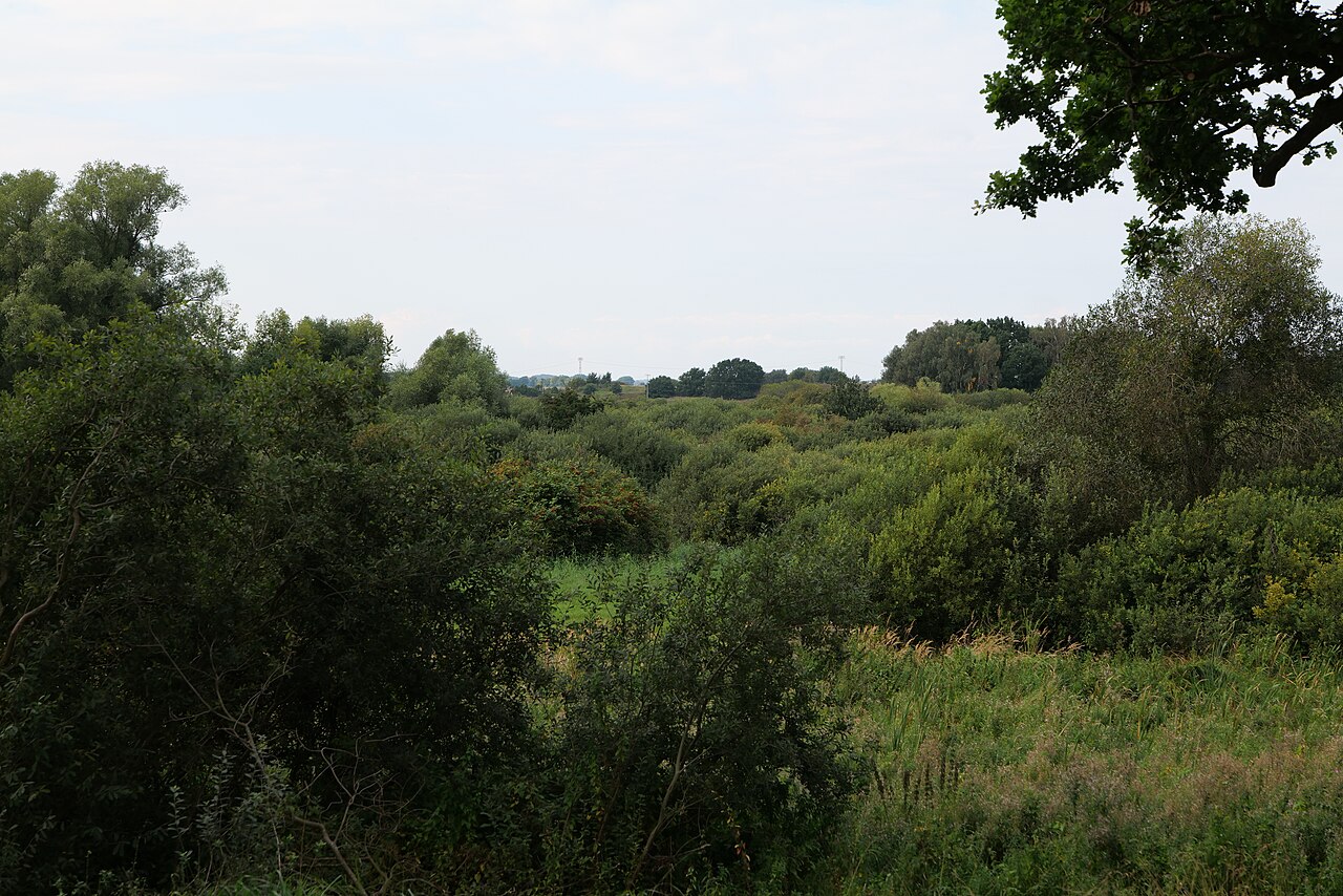 elements/willow/refs/commons_Willow_scrub_north_of_Posewald_2021_09_12_01_jpg_60063d0b.jpg