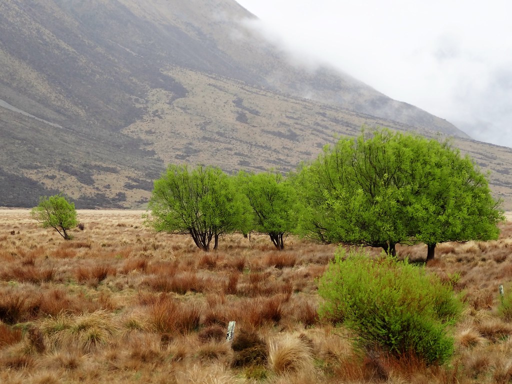 elements/willow/refs/more/openverse_Southern_Alps_in_New_Zealand_Spring_Willow_folia_ff43dd46.jpg