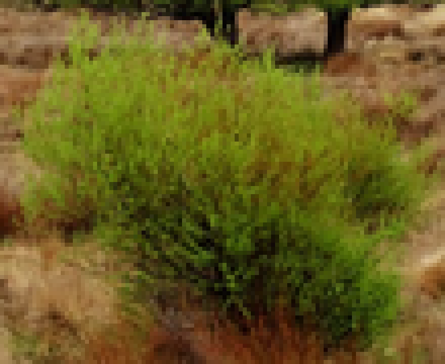 elements/willow/stage1/_nz_small8.png