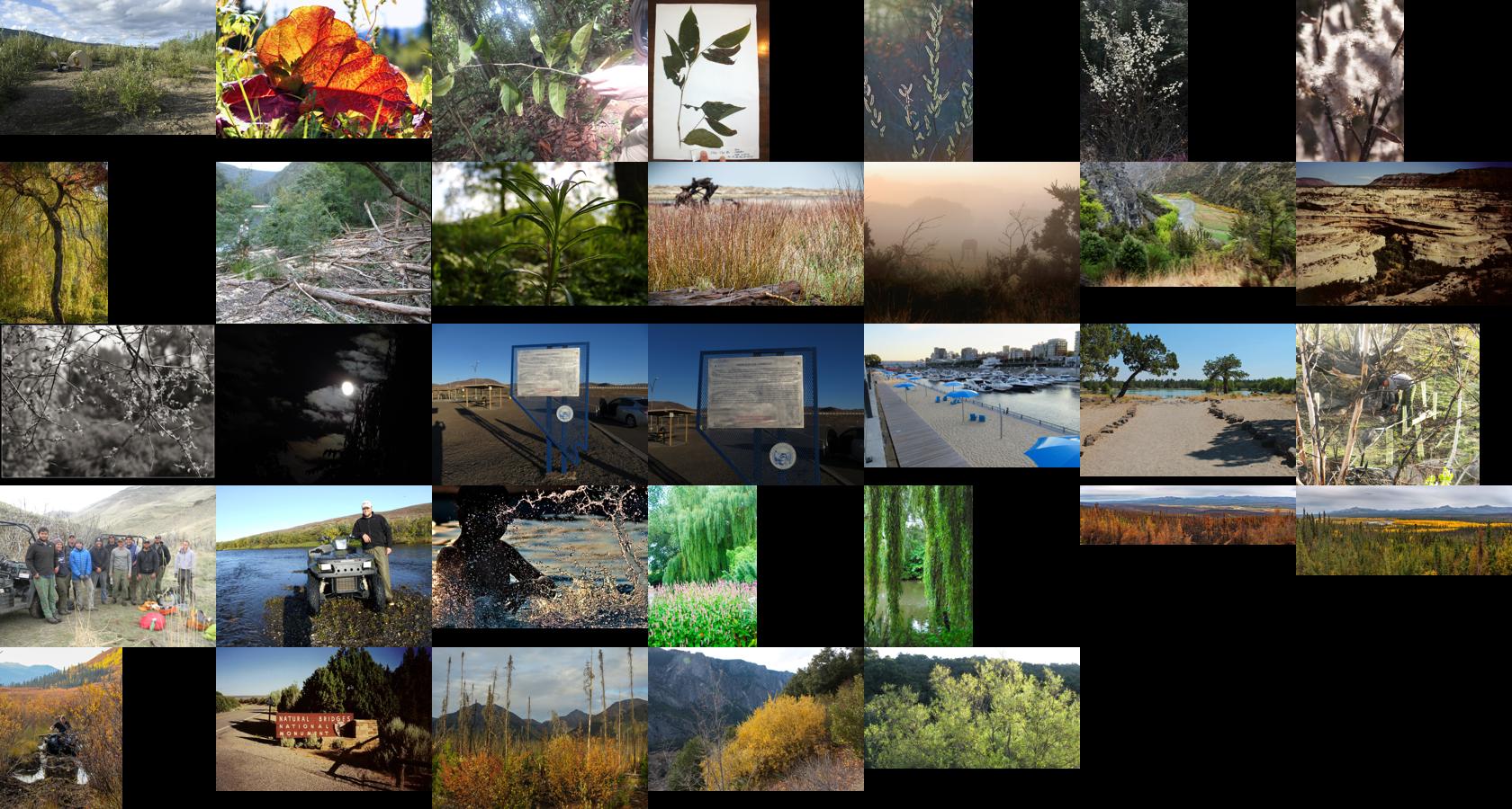 elements/willow/refs/oblique/contact.jpg