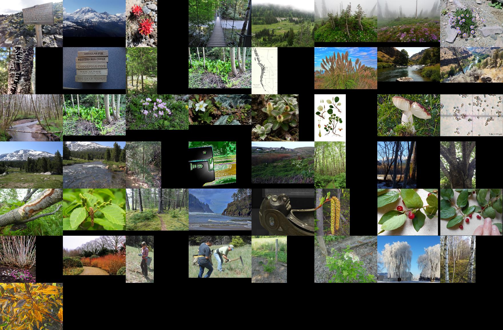 elements/willow/refs/species/contact.jpg
