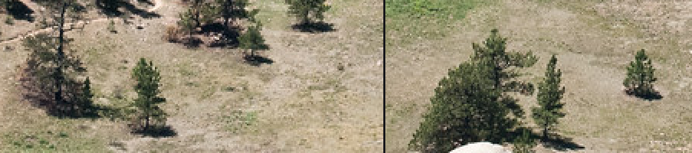 Lone trees