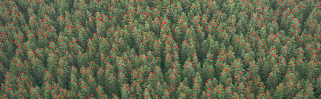 Crown detection on an overcast conifer stand