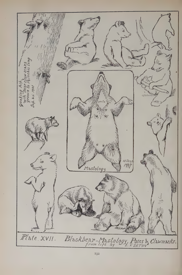 Seton bear poses