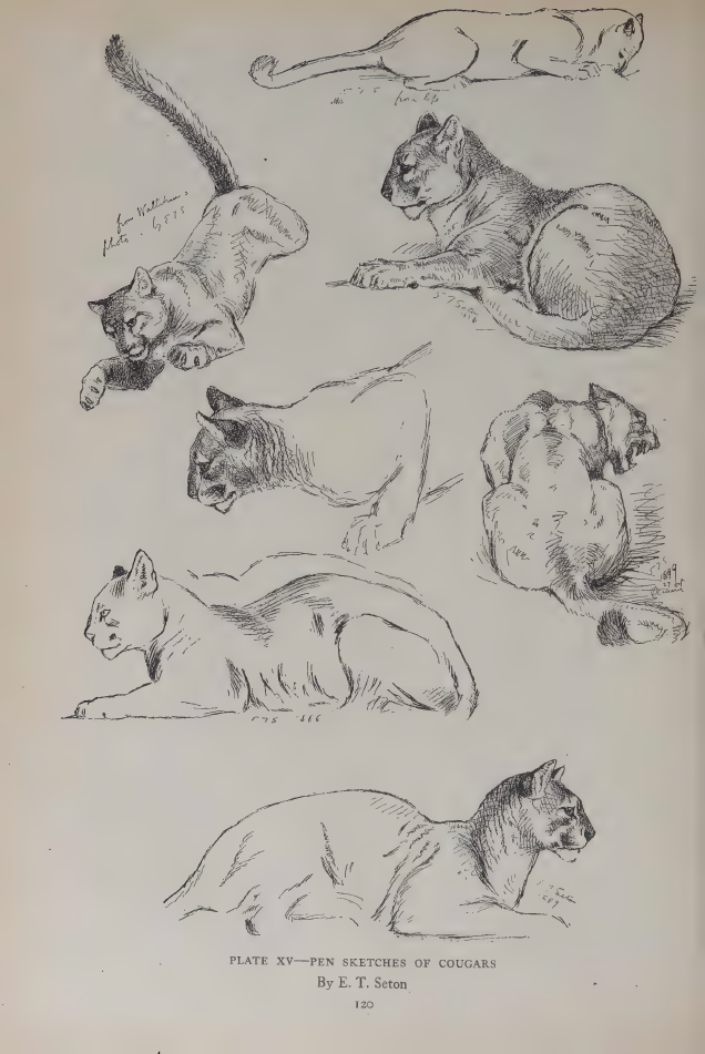 Seton pen sketches