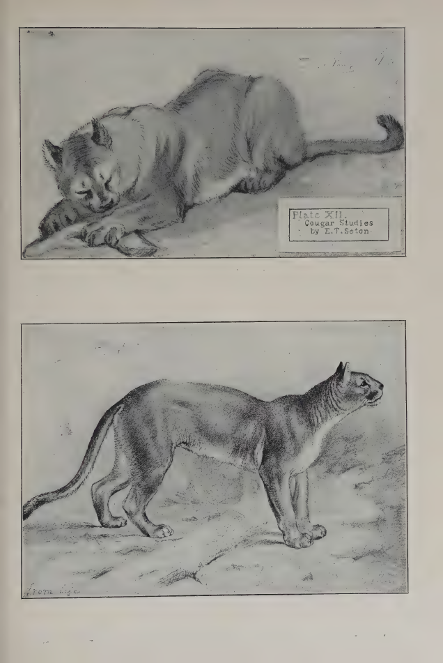 Seton cougar studies