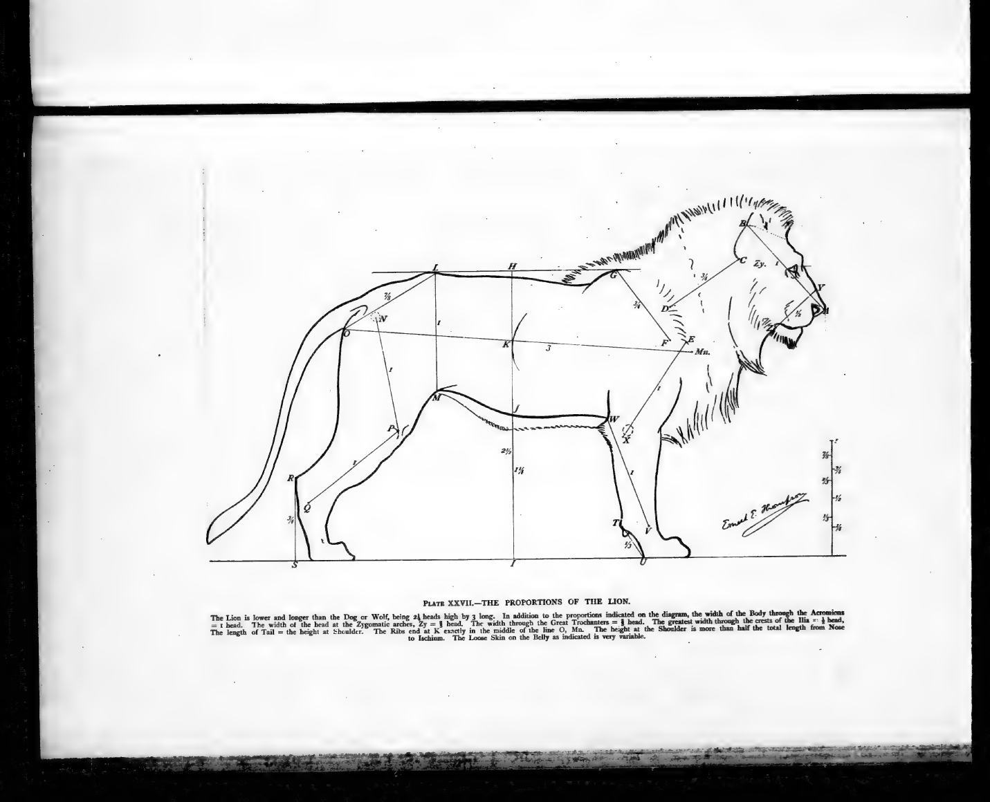 lion proportions