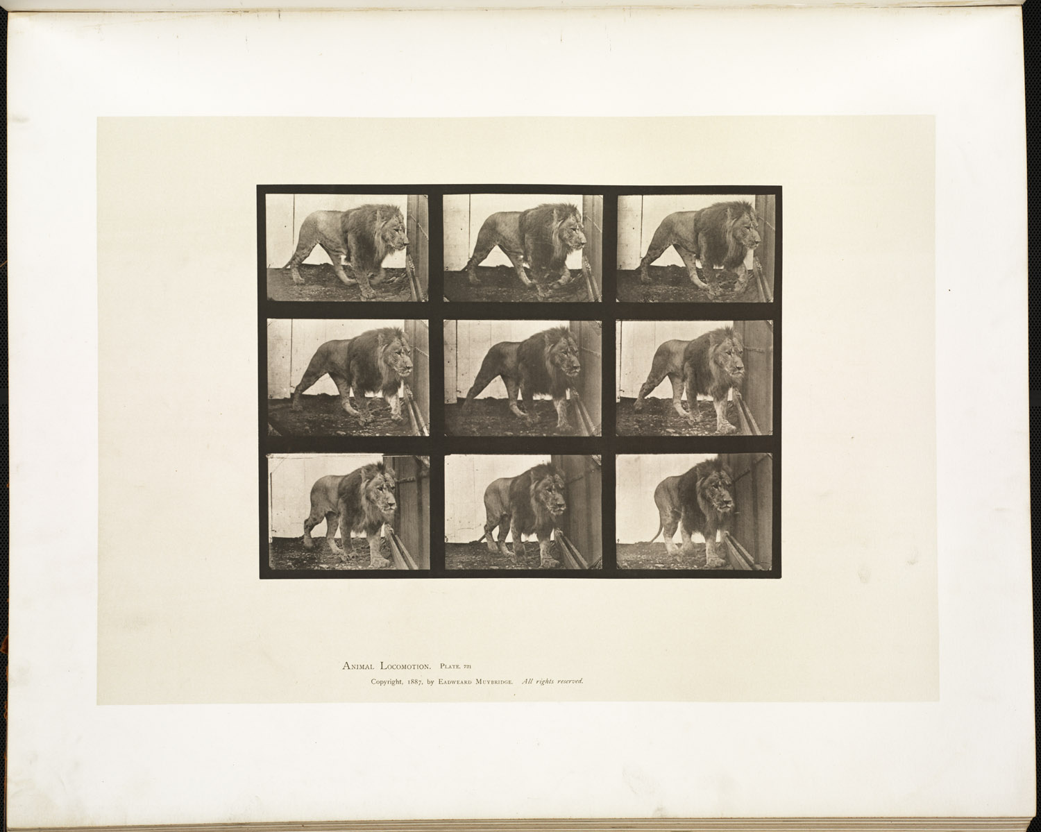 Muybridge 721