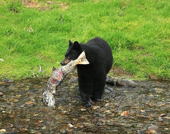bear with salmon