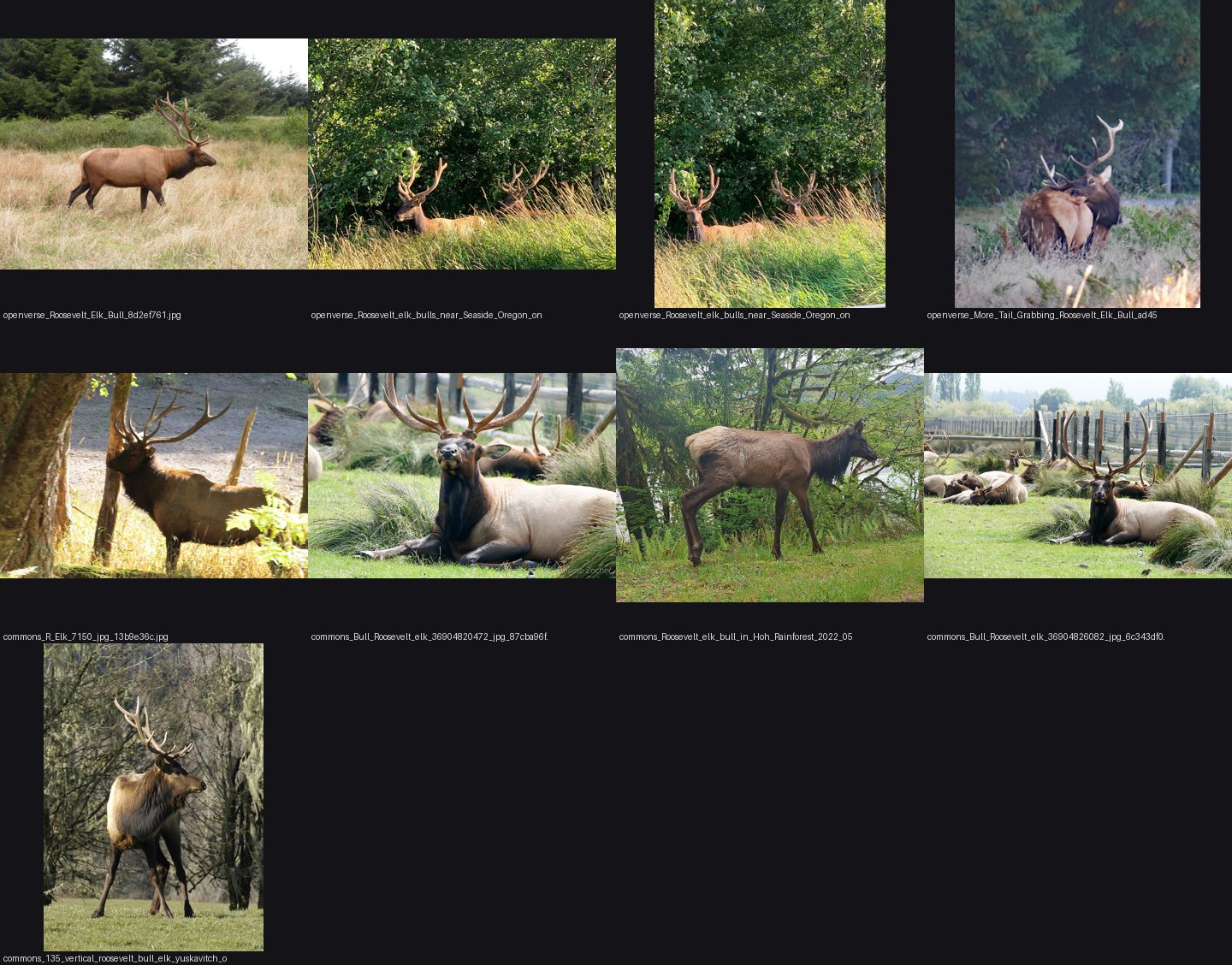 bull photos