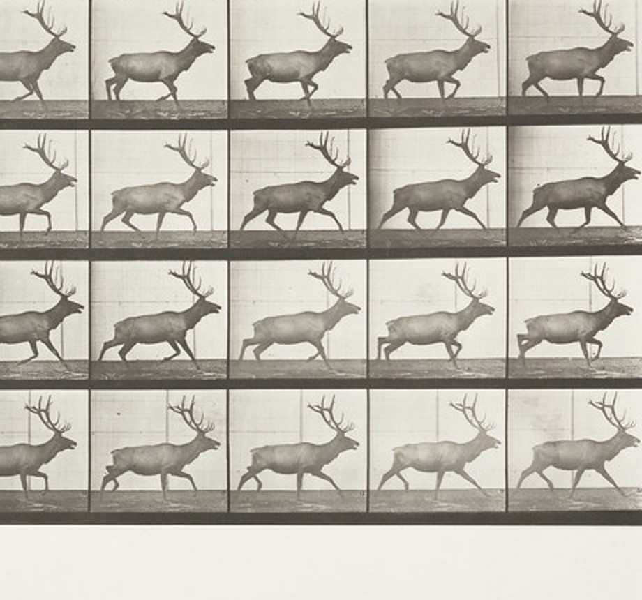 muybridge trot