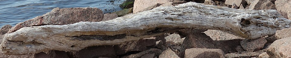 the Stångehuvud log, the photograph I learned grain from