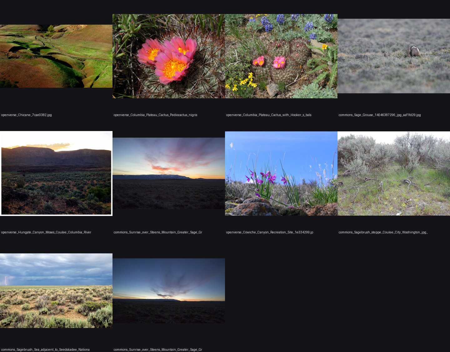 the plant desk's sage photos
