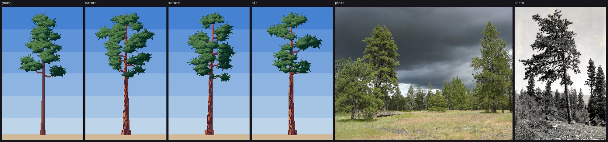 pine b